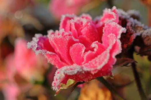 Red rose petal with roughness