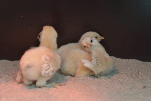 Group of three newborn chicks on sand under infrared lamp