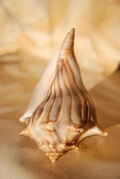 Light brown shell spiral on light brown background