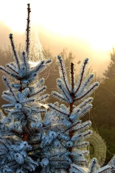 frosty spider webs on the crowns of blue firs,sun in the background