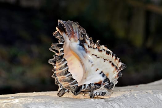 Black - White shell on white wall with dark background