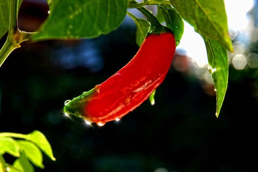 Red chilli - pod hanging from shrub