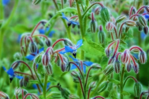 Blue Borretsch in green meadow