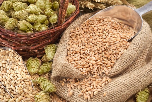 Beer ingredients - wheat,barley,hops and malt