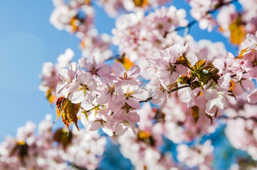Beautiful blossoming Sakura close up. A spring background