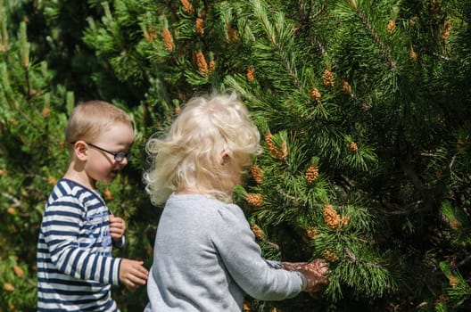 Boy and girl collect pine buds
