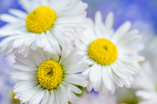 Bouquet of field flowers, close-up