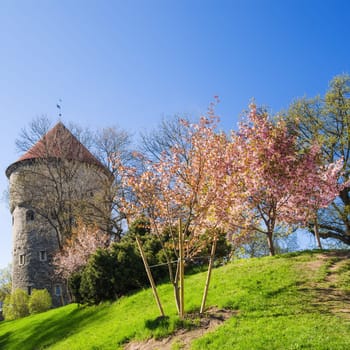 View of the Old Tallinn beautiful spring day. Estonia