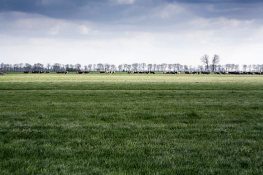 Meadows with a large row of cows on the horizon