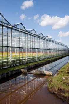 Greenhouse with red and yellow flowers