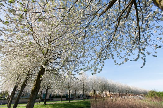 Blossom trees in a residential district in Rotterdam Prinsenland, the Netherlands