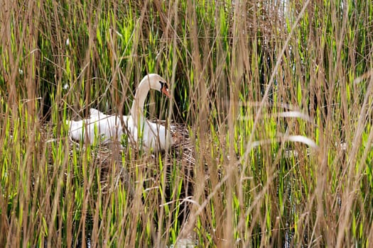 Swan on nest hiding in reed which is too short in early spring