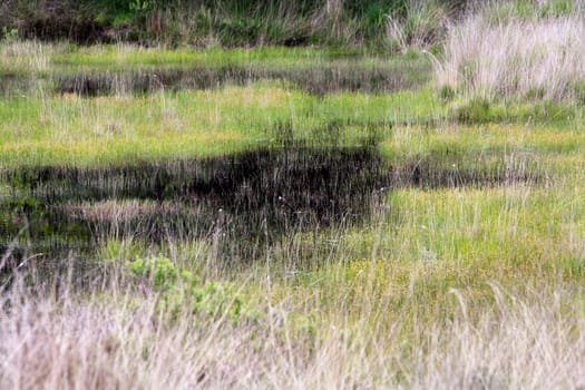 Grass and water in a fen