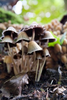 Mushrooms in the woods in autumn
