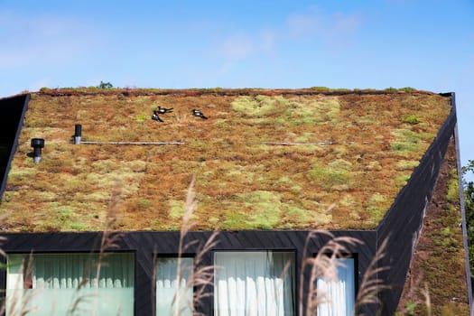 Energy saving ecological moss roof and 3 magpies