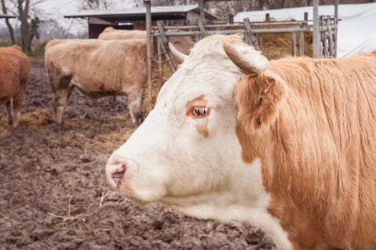 Close up of a Italian dairy cow