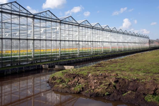 Greenhouse with red and yellow flowers