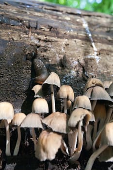 Slug eating mushrooms in autumn