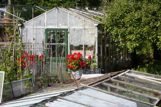 Idyllic grunge greenhouse in a vegetable garden