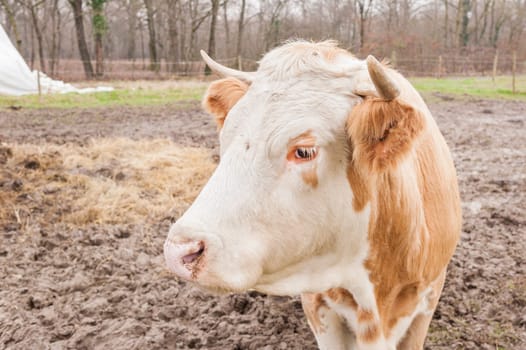 Close up of a Italian dairy cow