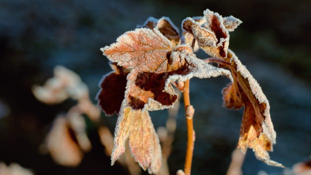 The frozen leaves in the autumn frosty morning in October