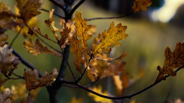 Oak sheet in wood in park in the autumn