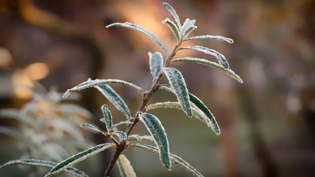 The autumn frost plays fires the sun in the cold morning