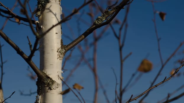 Russian birch against the beautiful dark blue sky