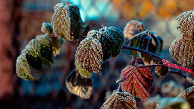 The autumn frost plays fires the sun in the cold morning