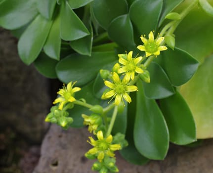 Aeonium glutinosum,a thickleaf family - an Aeonium glutinosum crassulaceae plant
