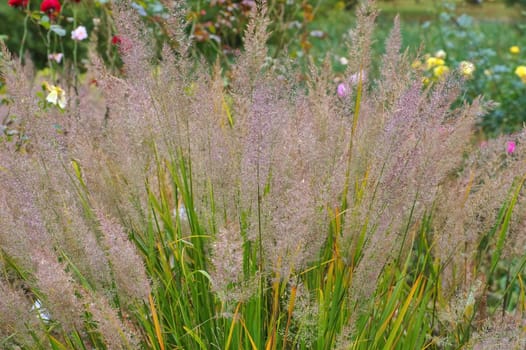 Diamond grass in autumn - Calamagrostis brachytricha ornamental grass in autumn