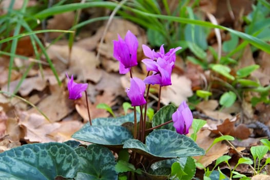 wild alpine veil in the forest - wild blooming cyclamen in forest