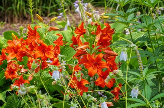 Lilium davidii Elwes 01