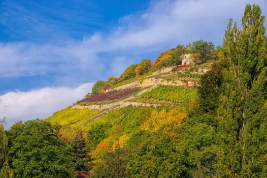 Saale Unstrut vineyards in autumn - Saale Unstrut vineyards in Germany in fall