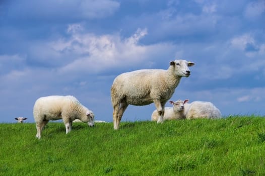 East Frisia Sheep on the dike - Eastern Friesland sheeps on the dyke