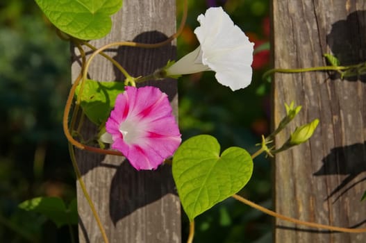 Stately winds at the wooden fence - Ipomoea tricolor flower on wooden fence
