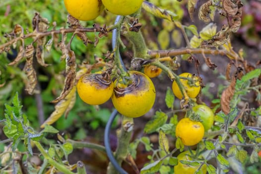 Tomato brown faeule in the garden - tomato late blight in garden