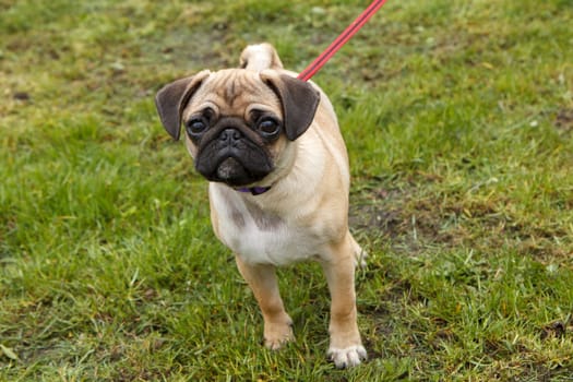 A pug walking in some green grass