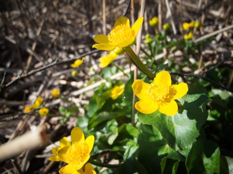 close to the ground-level close-up of a swamp-dotter flower (Caltha palustris) in dry surroundings