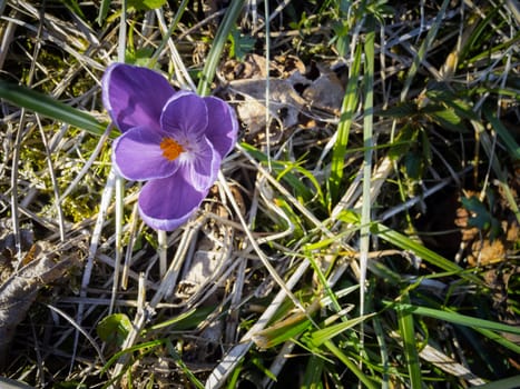 close to the ground-level close-up of a forest veil (Viola reichenbachiana) on dry ground
