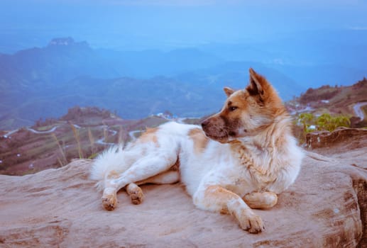 Happy dog sit on a large rock on a background of mountain with sharp S-curve road. Retro or vintage filtered.