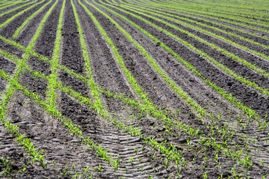 Just planted corn field