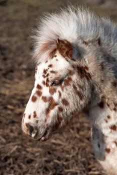 Lovely white pony with brown dots
