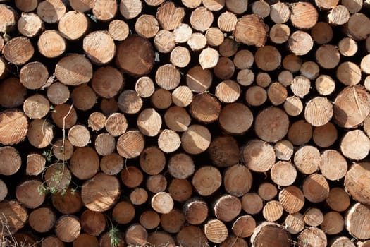 Pile of wood