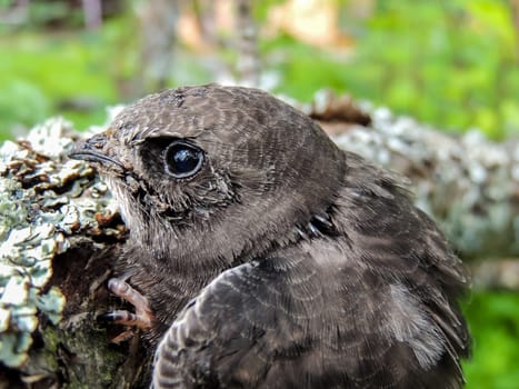 The martin the fastest bird of Russia at small age