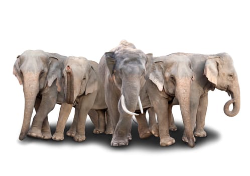 group of asia elephant with shadow on white background