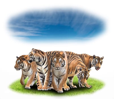 group of bengal tiger with green grass and blue sky