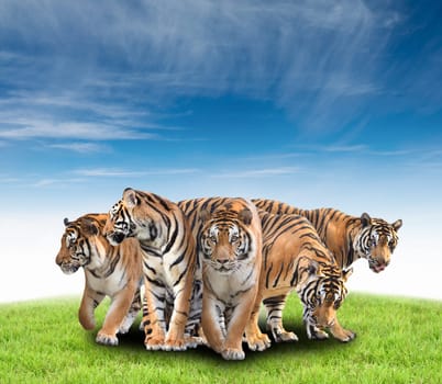 group of bengal tiger with green grass and blue sky