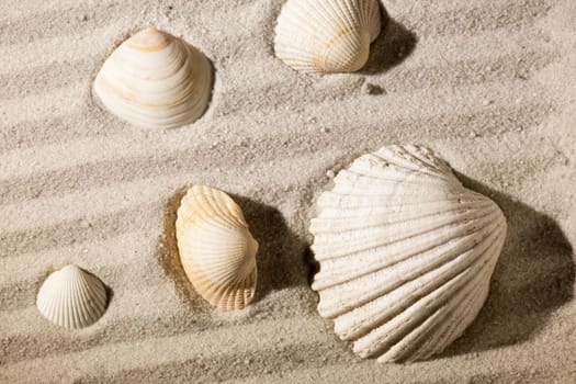 format-filling close-up of a patterned sandy area with cockles lying on it as a top view