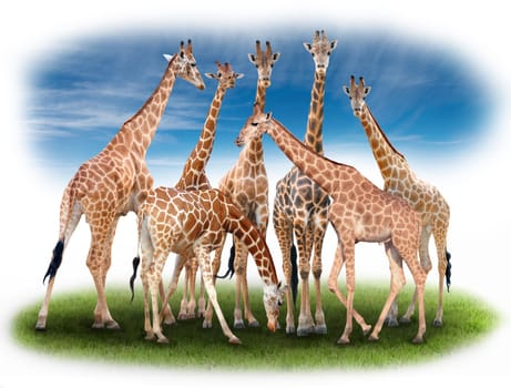 group of giraffe with green grass and blue sky